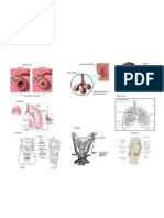 Wendy Anatomia