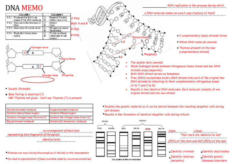 9.1 Dna One Pager Memo 2020 | PDF | Dna | Dna Replication