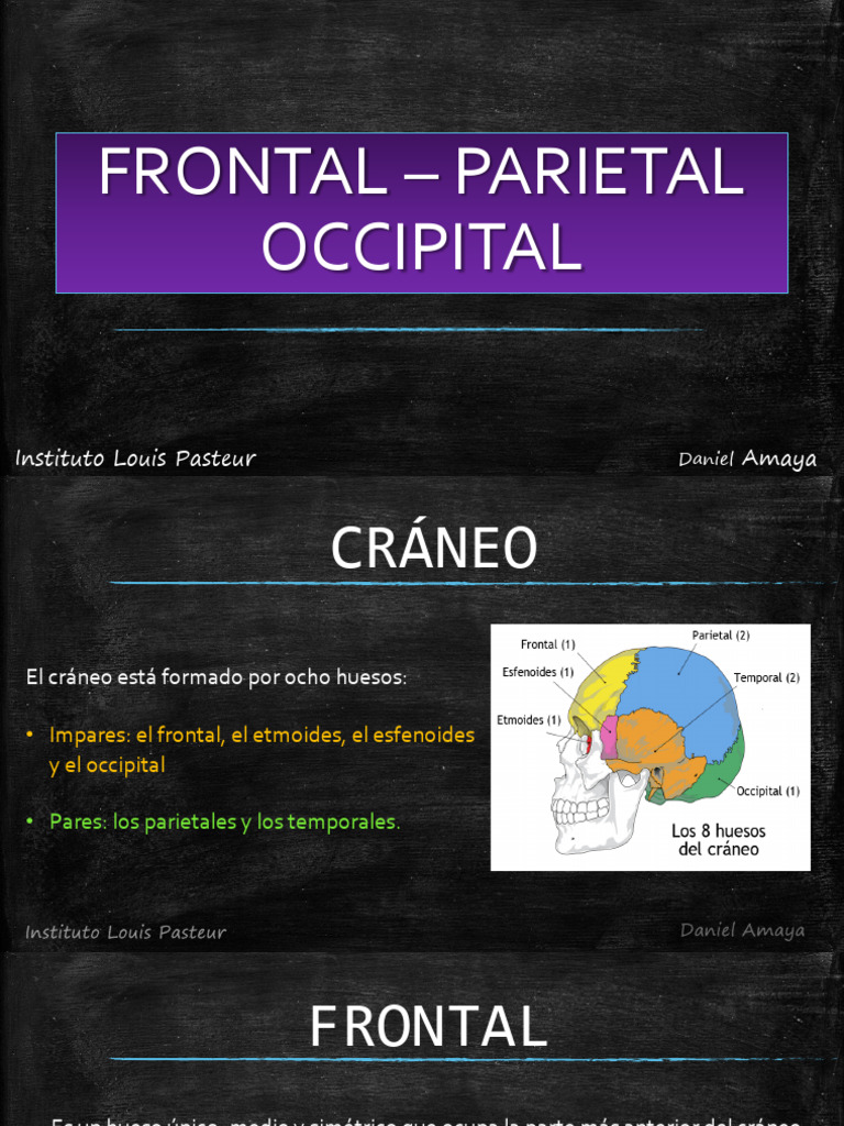 1.2) Frontal - Parietal - Occipital | PDF | Cráneo | Sistema ...