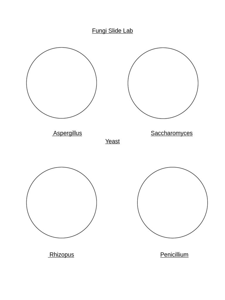 Fungi Slide Lab | PDF