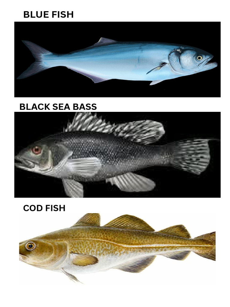 Cod Fish PDF | PDF