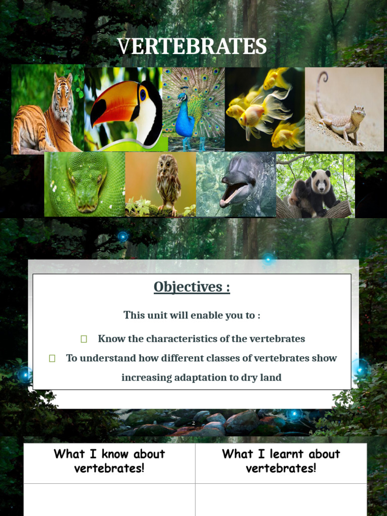 Unit 1.6, Vertebrate Animals, Five Classes | PDF | Amphibian | Vertebrates