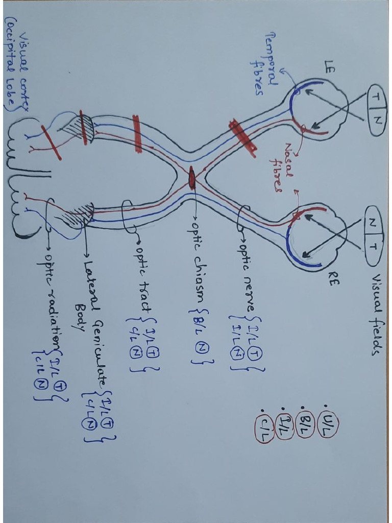 Visual Pathway - Special Senses Physiology | PDF