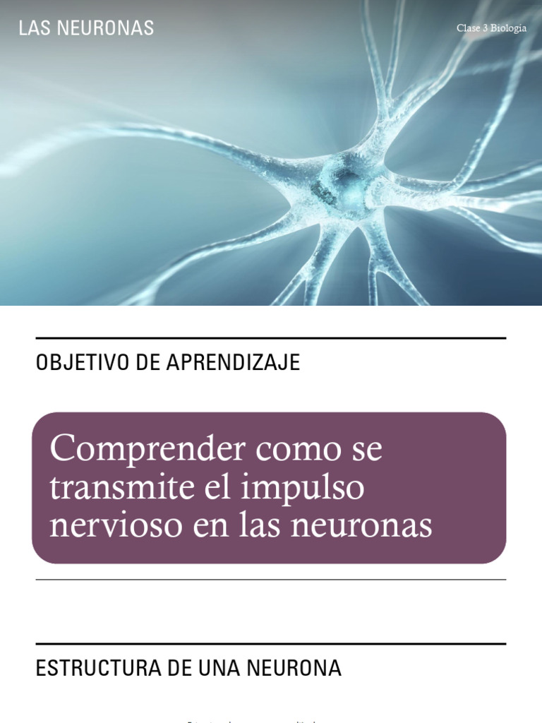 NM2 Biología U1 - Clase 3 - Las Neuronas | PDF | Sinapsis | Neurona