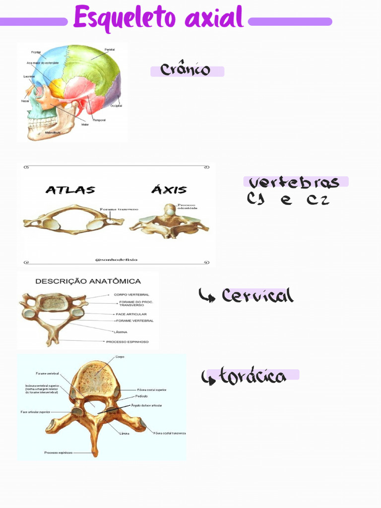 Esqueleto Axial - 240426 - 225811 | PDF