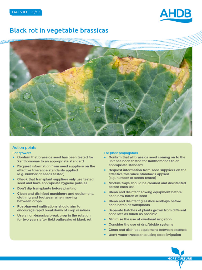 Black Rot in Vegetable Brassicas | PDF