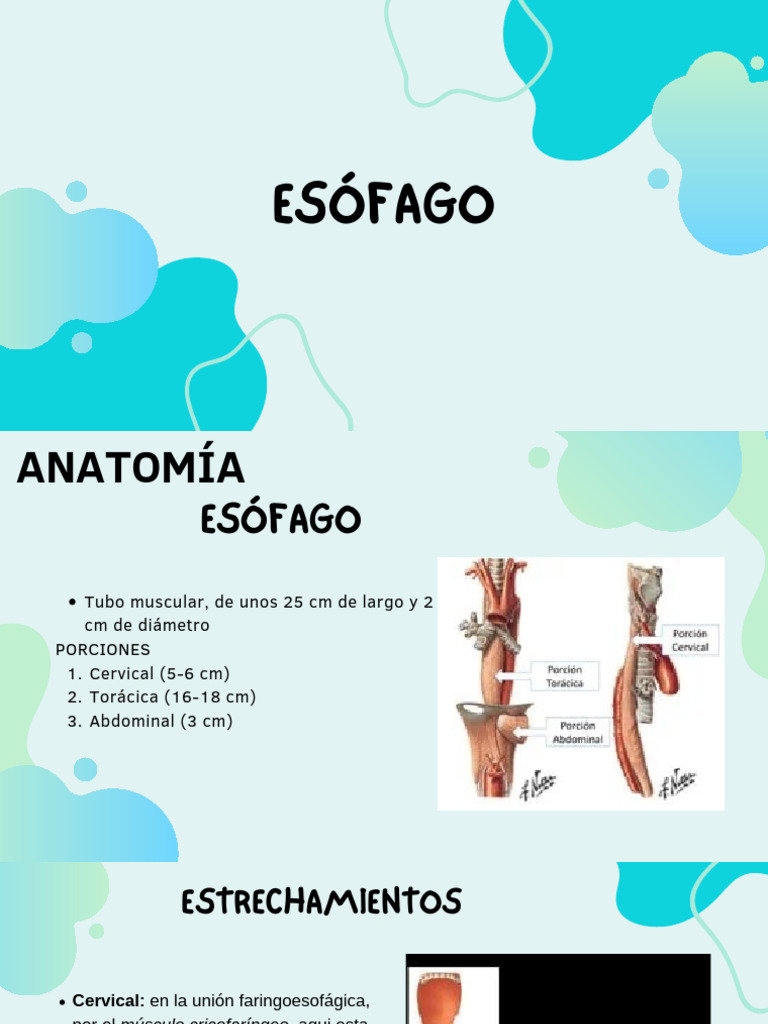 Anatomía Esófago | PDF | Abdomen | Esófago