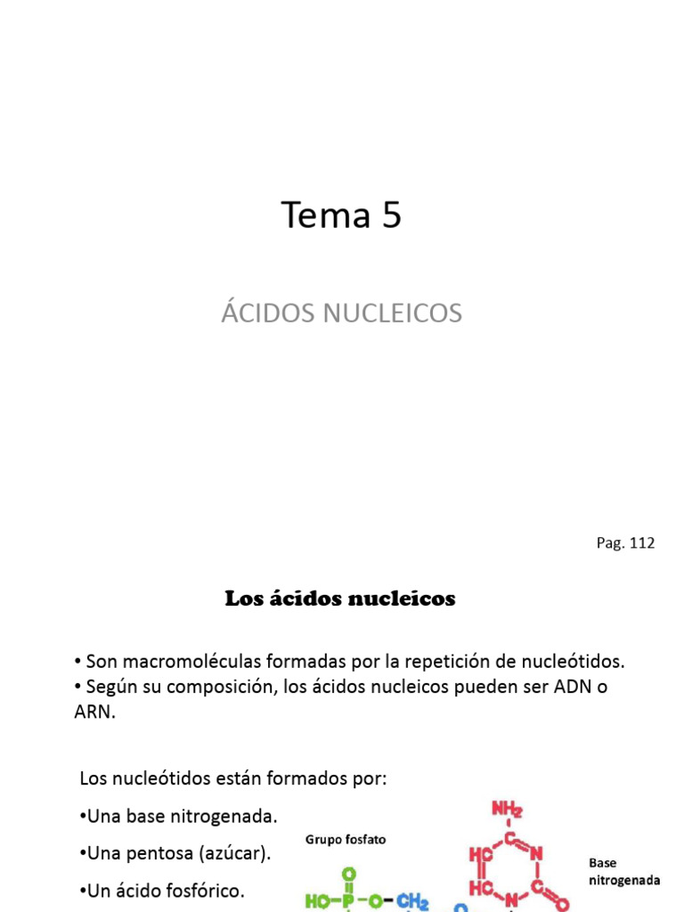 Tema 5. Ácidos Nucleicos - 1 | PDF | Rna | Adn