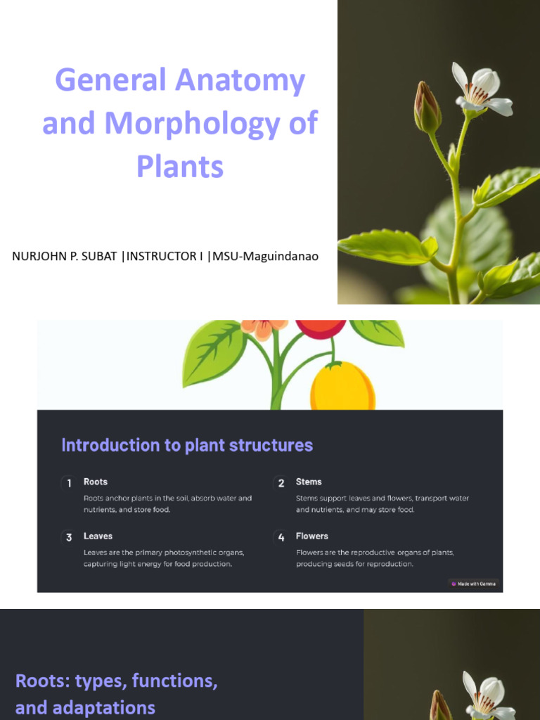 General Anatomy and Morphology of Plants Lesson 3 | PDF | Leaf | Plant Stem