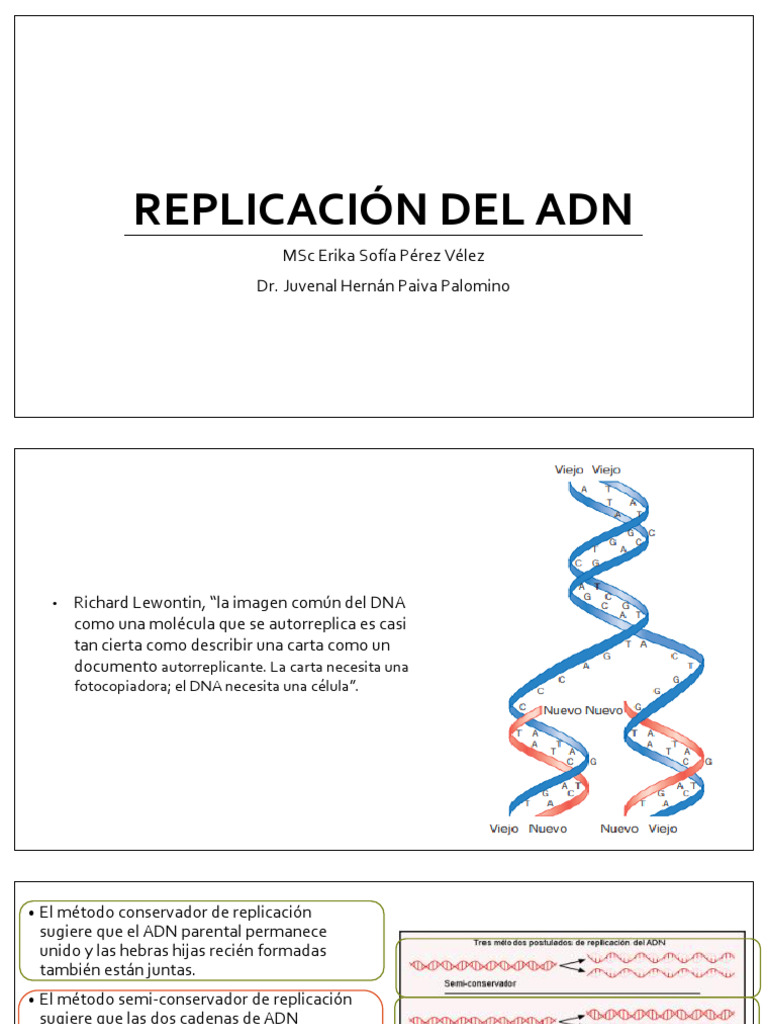 Clase 8 - Replicacion Del Adn | PDF | Replicación De Adn | Adn
