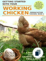 Permaculture Chicken