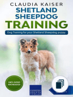 Shetland Sheepdog Training