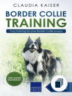 Border Collie Training