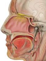 Olfactory