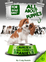 All About Cavalier King Charles Spaniel Puppies