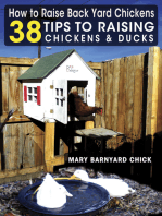 How to Raise Back Yard Chickens: 38 Tips to Raising Chickens & Ducks