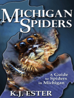 Michigan Spiders