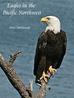 Eagles in the Pacific Northwest