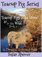 Teacup Pigs in the Home and in the Wild