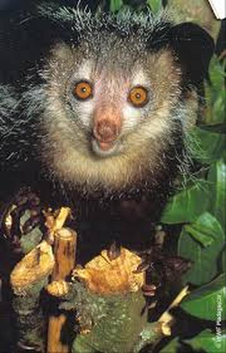 April the Aye Aye by Jill Tinker (Ebook) - Read free for 30 days