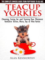 Teacup Yorkies