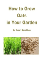 How to Grow Oats in Your Garden