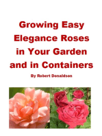 Growing Easy Elegance Roses in Your Garden and in Containers