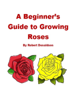 A Beginner's Guide to Growing Roses