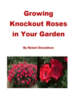 Growing Knockout Roses in Your Garden