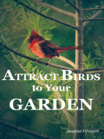 Attract Birds to Your Garden