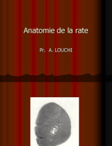 Anatomie topographique de la rate