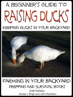 A Beginner’s Guide to Keeping Ducks: Keeping Ducks in Your Backyard