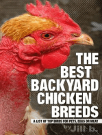 The Best Backyard Chicken Breeds