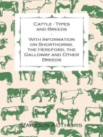 Cattle - Types and Breeds - With Information on Shorthorns, the Hereford, the Galloway and Other Breeds