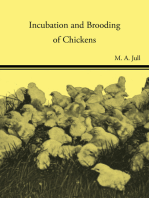 Incubation and Brooding of Chickens