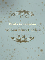 Birds in London