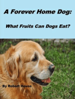 A Forever Home Dog:What Fruits Can Dogs Eat?