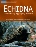 Echidna