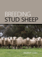 Breeding Stud Sheep