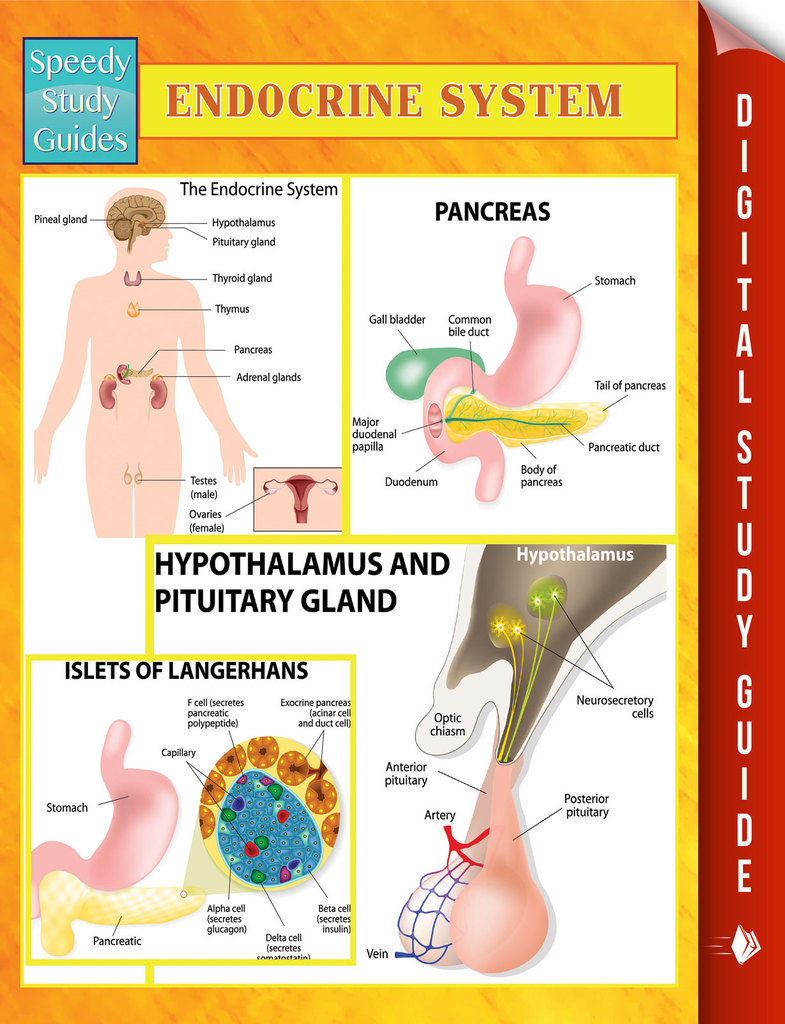 Endocrine System Speedy Study Guides by Speedy Publishing - Book - Read