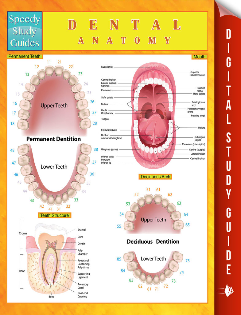 Read Dental Anatomy Speedy Study Guides Online by Speedy Publishing Books