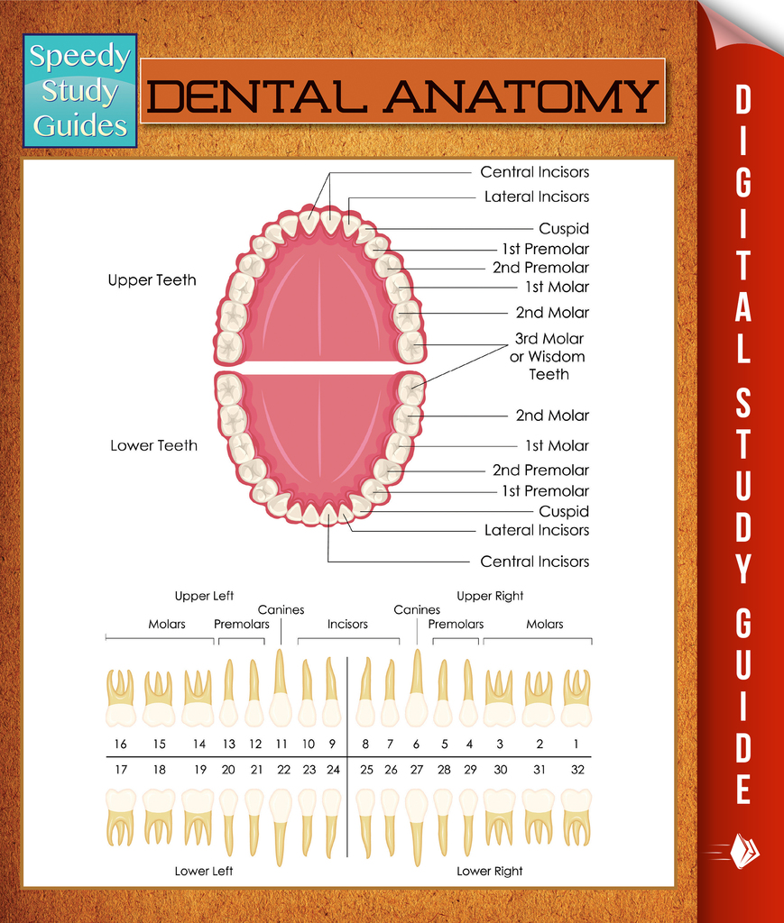 Dental Anatomy by Speedy Publishing Book Read Online