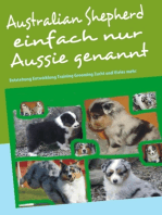 Australian Shepherd einfach nur Aussie genannt