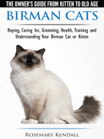 Birman Cats