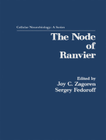 The Node of Ranvier