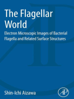 The Flagellar World: Electron Microscopic Images of Bacterial Flagella and Related Surface Structures
