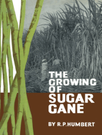 The Growing of Sugar Cane