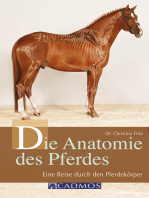 Die Anatomie des Pferdes: Eine Reise durch den Pferdekörper