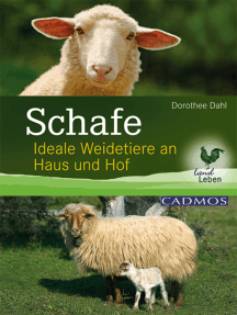 Schafe: Ideale Weidetiere an Haus und Hof