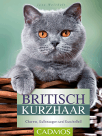 Britisch Kurzhaar: Charme, Kulleraugen und Kuschelfell